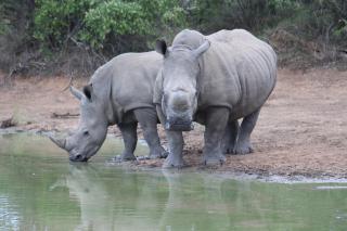 Tshukudu Bush Camp - - 6