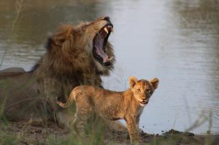 Tshukudu Bush Camp - - 5