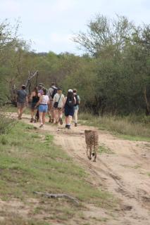 Tshukudu Bush Camp - - 4