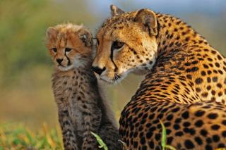 Tshukudu Bush Camp - - 3
