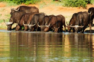 Tshukudu Bush Camp - - 2