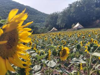 Glamping Luz Olive - Combret - 5