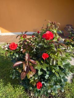 B&B SoleLuna - Pisa - 6