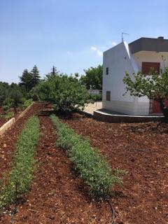 Villa Martina - Tranquility in Valle d'Itria - Martina Franca - 9