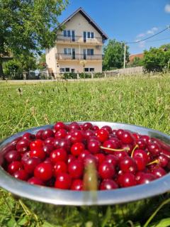 Kuća za odmor Holiday house AKORD, Marindvor - Požega - 3