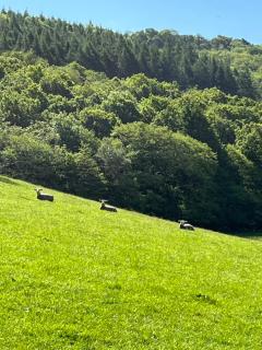 Cockerdale Lodges - - 4