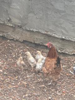 La petite ferme - Banī ‘Aţāʼ - 1