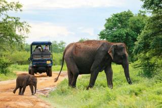 Tusker Rest - Udawalawe - 1