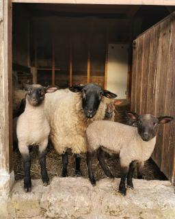 La Chaumière aux Animaux - Touffreville-la-Corbeline - 7