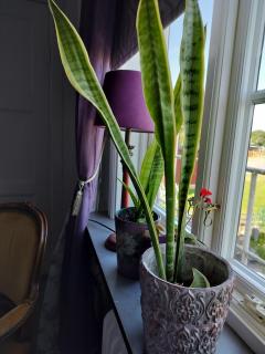 Pilane B&B - Långekärr - 9
