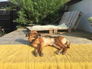 In Cold Hawaii With Beach In Backyard - Torsted - 6