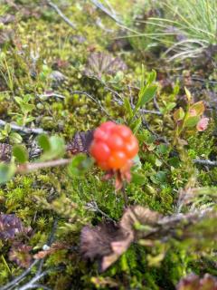 Mountain Cabin With Panoramic Views In Savalen - 1