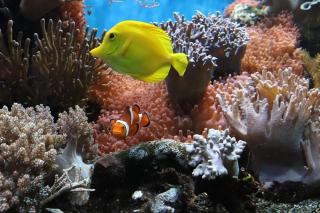 Boat Hire - Savusavu - 3