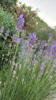 PINE COTTAGE- 5 minutes Francorchamps - charme -piscine-calme-jardin - Sart - 3