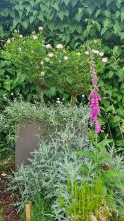 PINE COTTAGE- 5 minutes Francorchamps - charme -piscine-calme-jardin - Sart - 4
