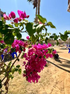 Juliana Beach Hurghada - 6