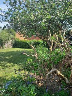 Apple Trees, Holt, Norfolk - 5