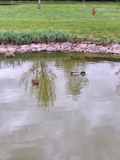 La grenouille amoureuse - 6