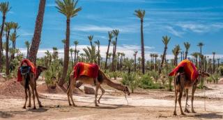 The Modern Luxury - Marrakech - Marrakech - 6