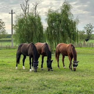 Tenuta Oasi del cavallo - 0