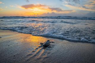 Crescent Royale 512 - Siesta Key - 3