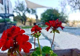 Olive Grove Mountain Caravan - - 3