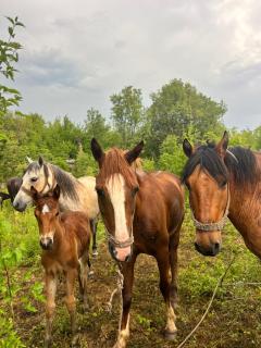 camping and horseback riding Parci - Podgorica - 6