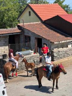 camping and horseback riding Parci - Podgorica - 7