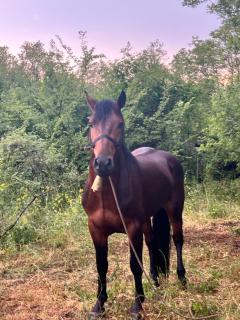camping and horseback riding Parci - Podgorica - 8