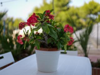Yurta Glamping San Leone & Casa Vacanza Baia Blu - Agrigent - 5