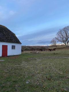 Cattle And Horses At Lundstedet At Skovsgaard - Rudkøbing - 1