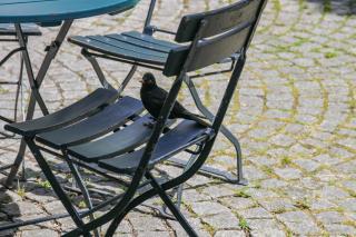 Pension Katzensprung - Passavia - 5