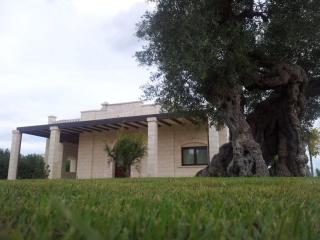 The centuries olive trees - Faccia di Trippa - 9