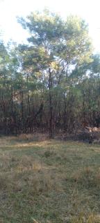 Forest Gama campsite - Forbes Reef - 0