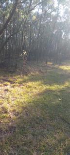 Forest Gama campsite - Forbes Reef - 9