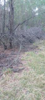 Forest Gama campsite - Forbes Reef - 8