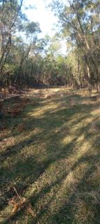 Forest Gama campsite - Forbes Reef - 6
