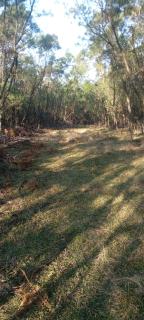 Forest Gama campsite - Forbes Reef - 5