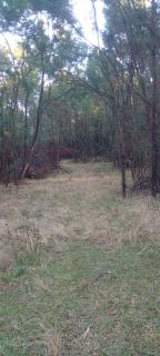Forest Gama campsite - Forbes Reef - 4