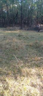 Forest Gama campsite - Forbes Reef - 2