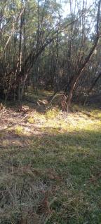 Forest Gama campsite - Forbes Reef - 1