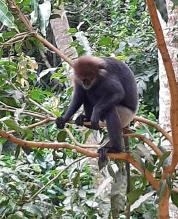 Unawatuna Nature Villa - 3