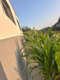 منزل قريب من الشاطئ - Dalia - 6