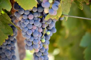Crafty Oak House - Paso Robles - 8