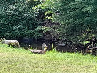 St Mullins Natural Camping - 7