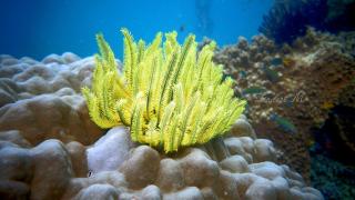 Yef Nabi Homestay - 4