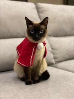 Modern Homestay with River Views, Sunrise & Friendly Cats - Lisboa - 3