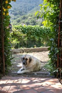 Restored Stone Villa Overlooking Menton - Castellar - 7