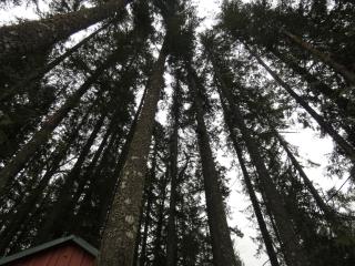 The Little Lolo Lodge - Mount Hood Village - 3
