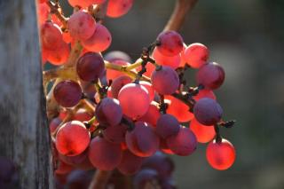 Authentic Stone House Overlooking Les Baux-De-Provence - 4